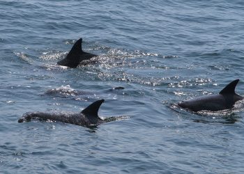 Dolphin Attacks Injure Swimmers on Central Japan Beach