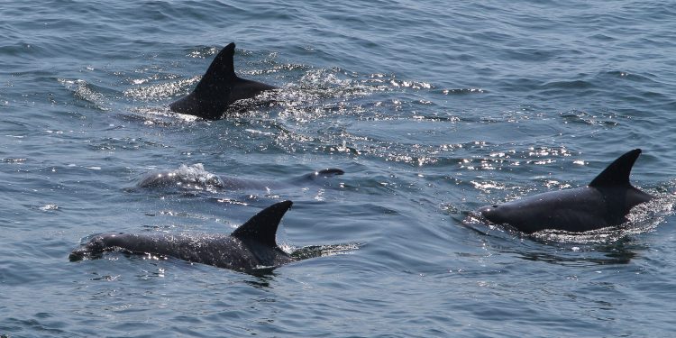 Dolphin Attacks Injure Swimmers on Central Japan Beach