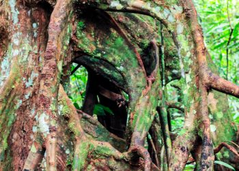 Deforestation in Brazil’s Amazon Falls by 33.6% in First Half of President Lula’s Term