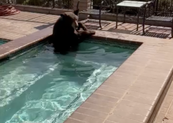 Black Bear Cools Off in California Swimming Pool Amidst Intense Heat Wave