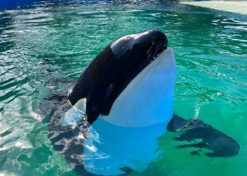 Iconic Orca, Lolita, Bids Adieu at Miami Seaquarium, Prompting Reflection on Captive Animal Welfare