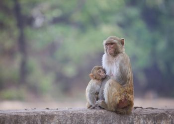 Chinese Scientists Achieve Breakthrough by Cloning Rhesus Monkey