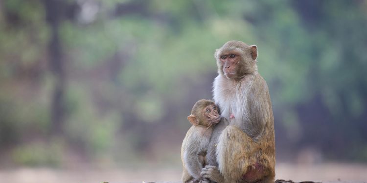 Chinese Scientists Achieve Breakthrough by Cloning Rhesus Monkey